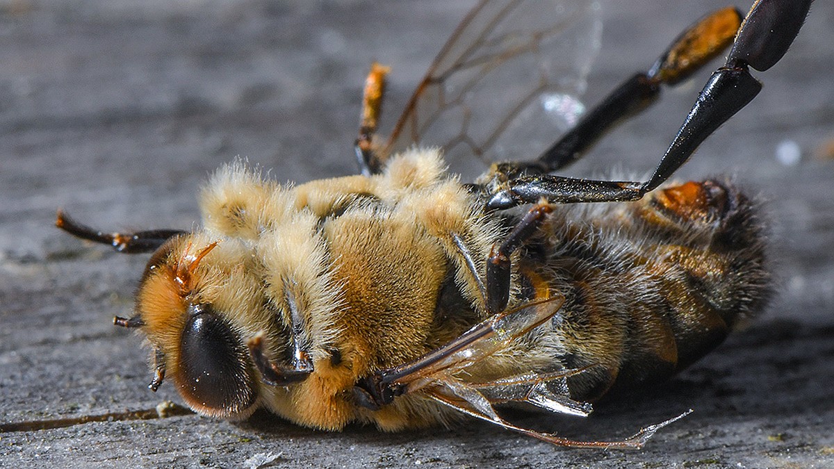 Почему вымирают пчелы: основные причины и возможные последствия