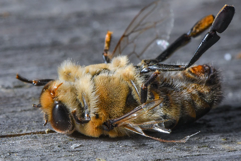 То, что с пчелами творится неладное, ученые осознали еще несколько лет назад - в 2006 году.
