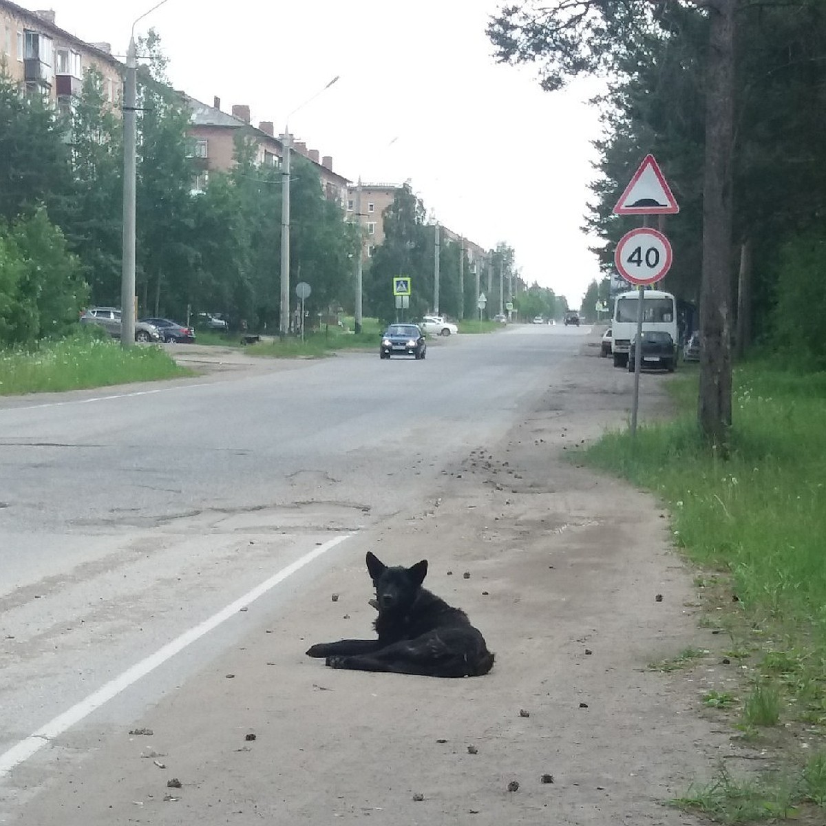 Печорский Хатико, от которого жестоко избавился хозяин, обрел новый дом -  KP.RU