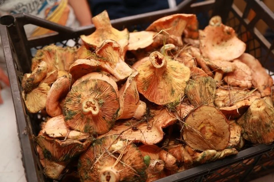 Первые грибы уже можно собирать в лесах Новосибирска.