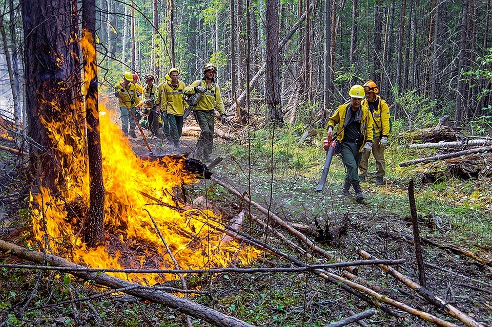 Площадь лесных пожаров в Красноярском крае снизилась за сутки на 35 тысяч гектаров. Фото: Авиалесоохрана