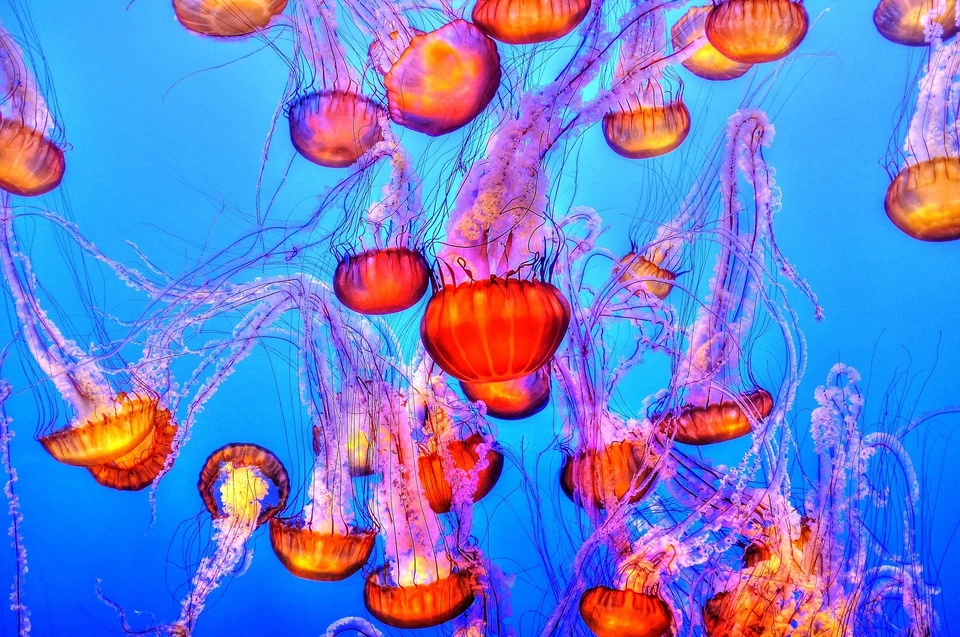 Танцы медуз. Фото: pixabay.com