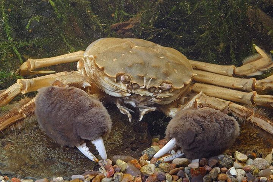 Краб - деликатес, который есть нельзя.