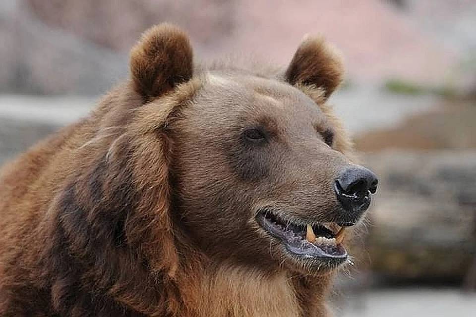 В Комсомольске-на-Амуре медведь похитил покойника из могилы