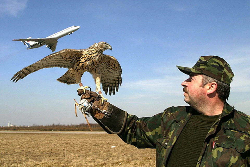 Во всех московских аэропортах есть орнитологические службы, задача которых сделать территорию непривлекательной для птиц