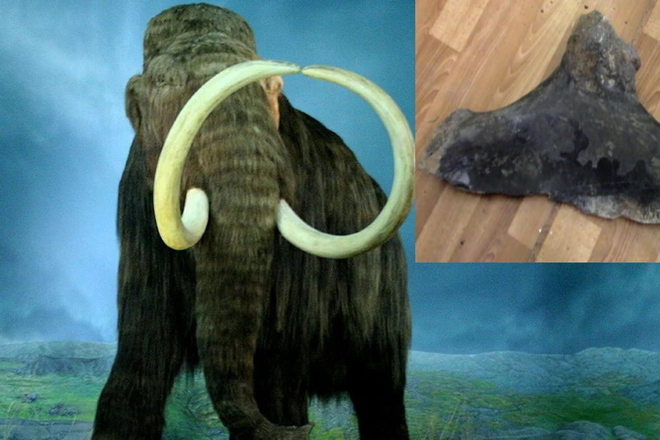 В Азове нашли кость доисторического мамонта. Фото: Википедия, музей-заповедник Азова