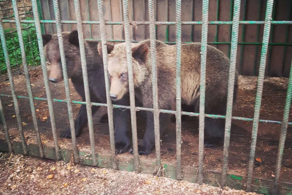 Потап и Настя ушли на свободу: медвежат-сирот из иркутского питомника выпустили в тайгу. Фото: питомник "К-9".