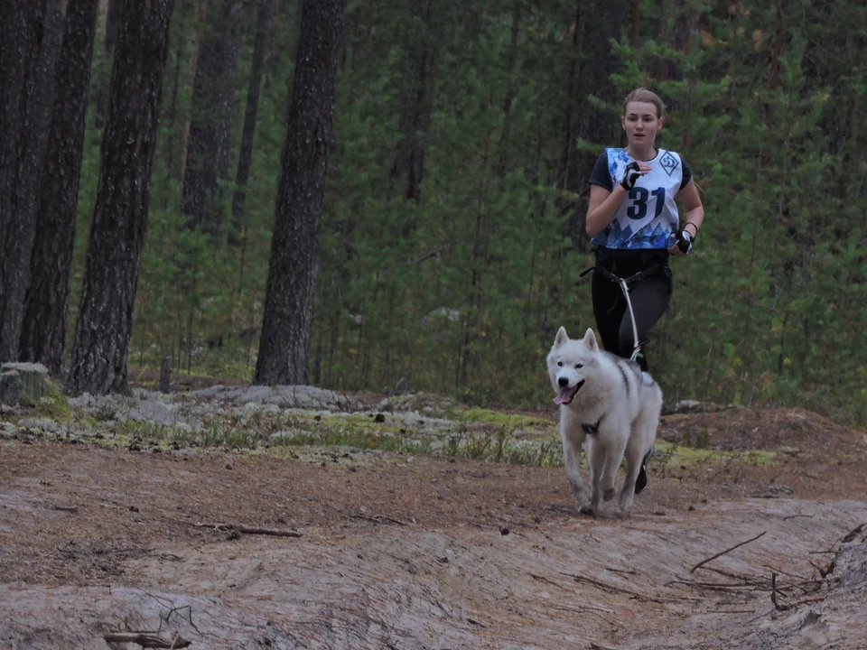 Недалеко от поселка Краснозатонский проходили соревнования ездовых собак – драйленд «Дух Севера».