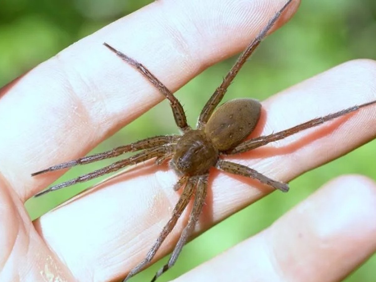 Что за пять пауков России, укуса которых стоит опасаться?