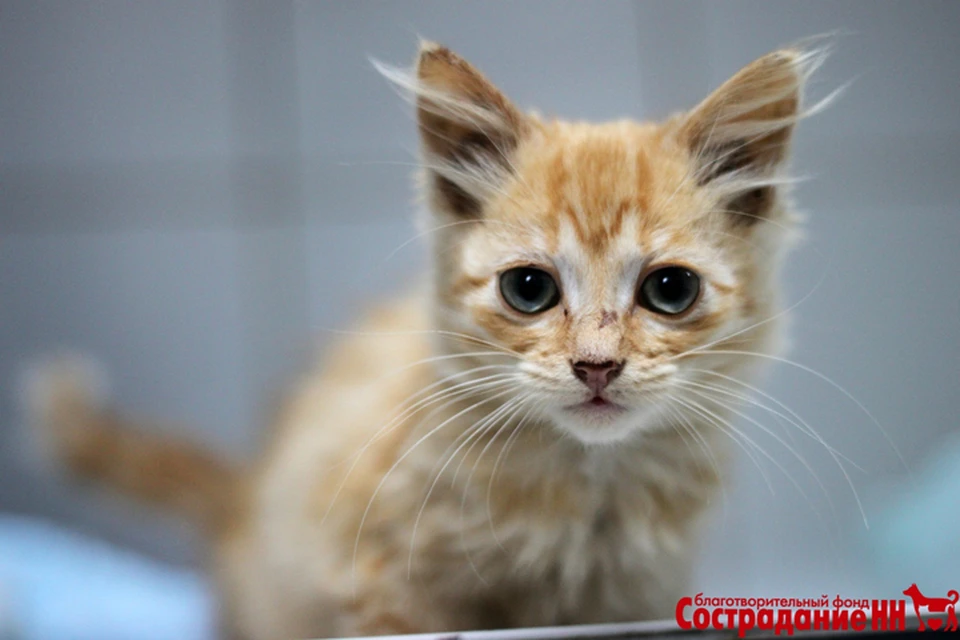 40 умирающих кошек жили в заброшенных сараях. Фото: фонд "Сострадание - НН"