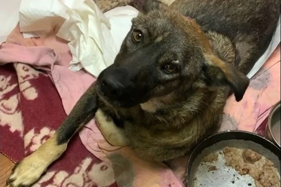 Живодеры насквозь прострелили собаку из ружья на Байкале, но она выжила. Фото: mv__38 в инстаграме.