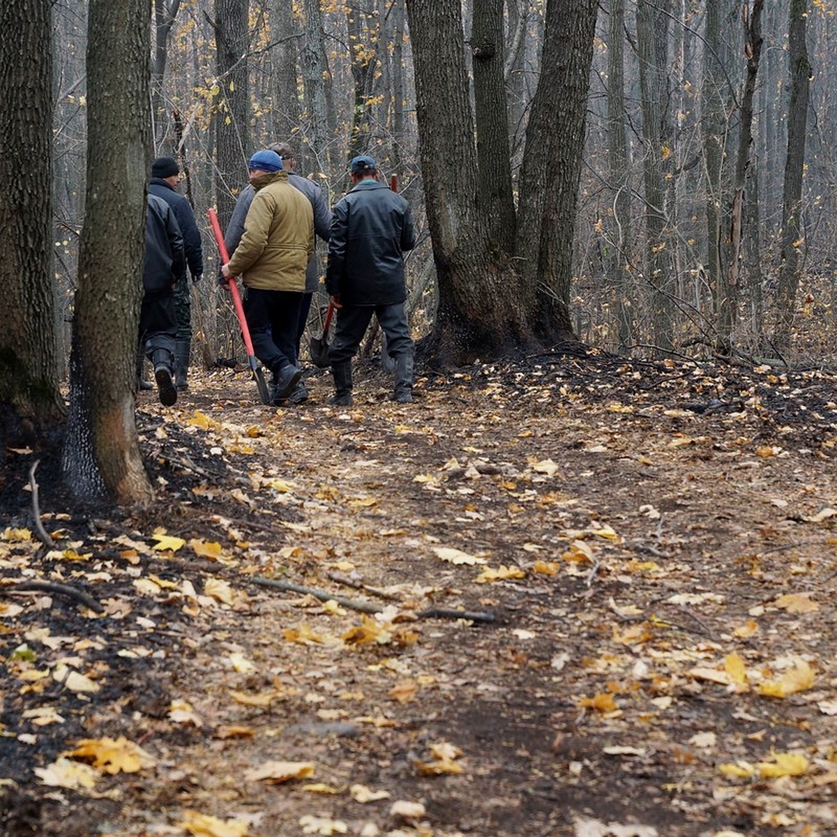 Лесной пожар на Красной Глинке в Самаре: причины и последствия  разгулявшейся огненной стихии - KP.RU