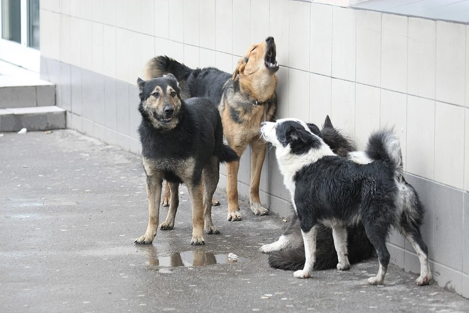 Стая бродячих собак напала на школьников в Хабаровске