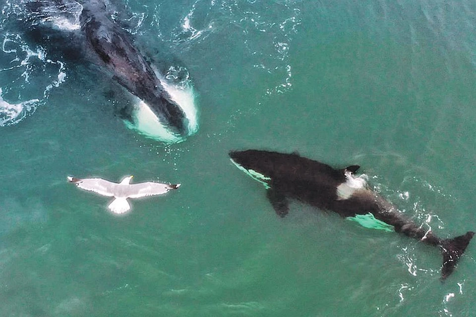 Редкое фото: извечные противники - гренландский кит и косатка - столкнулись нос к носу. К счастью, разошлись мирно. Фото: Юрий СМИТЮК