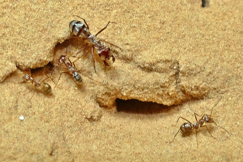 Никто не ожидал от муравьем такой прыти, а они стремительно на пьедестал почета влезли.