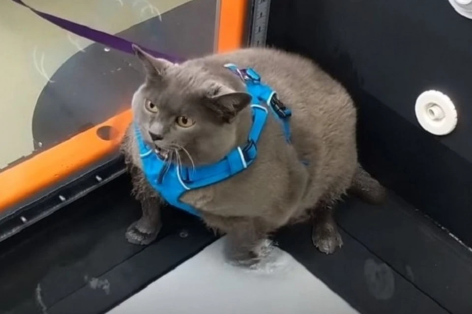 Кот по кличке Шлакоблок, которому предстоит сбросить несколько килограммов, стал звездой соцсетей