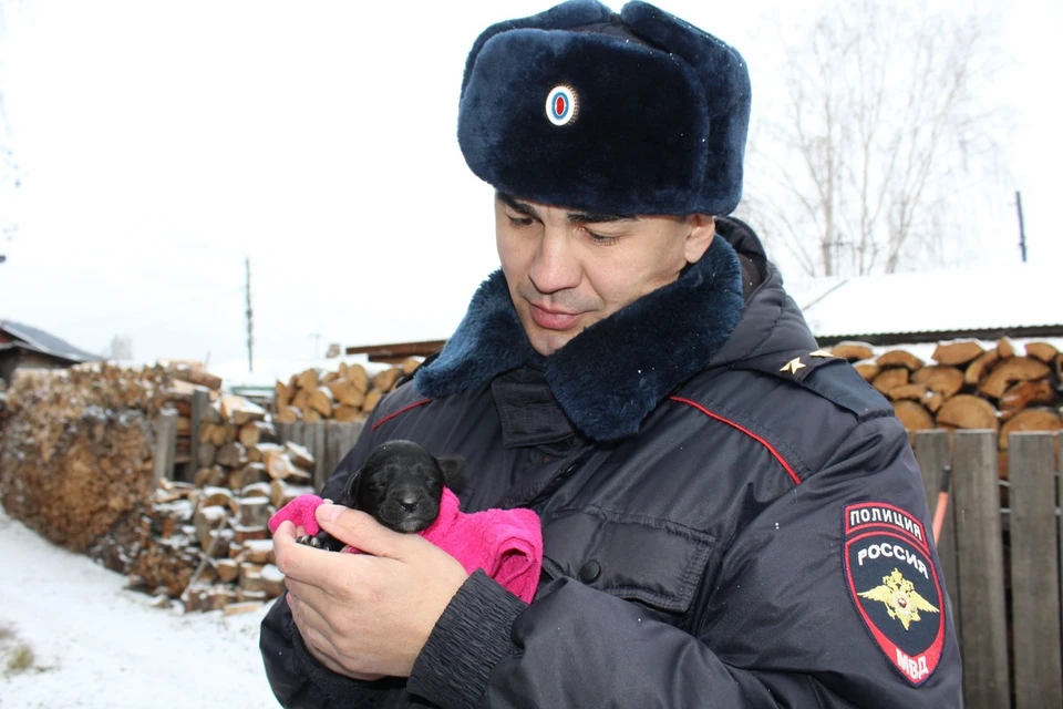 Полицейские спасли при пожаре новорожденного щенка спаниеля и его маму. Фото: ГУ МВД России по Красноярскому краю.