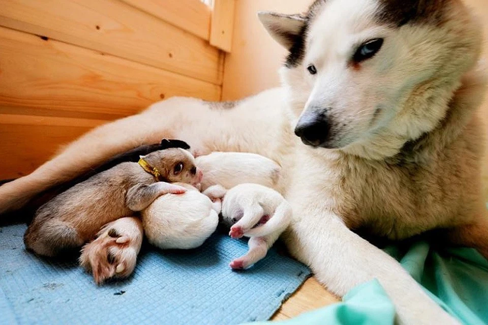Красноярцы спасли семерых новорожденных хаски, которых решил утопить хозяин-погорелец. На фото - другие собаки. Фото: соцсети.