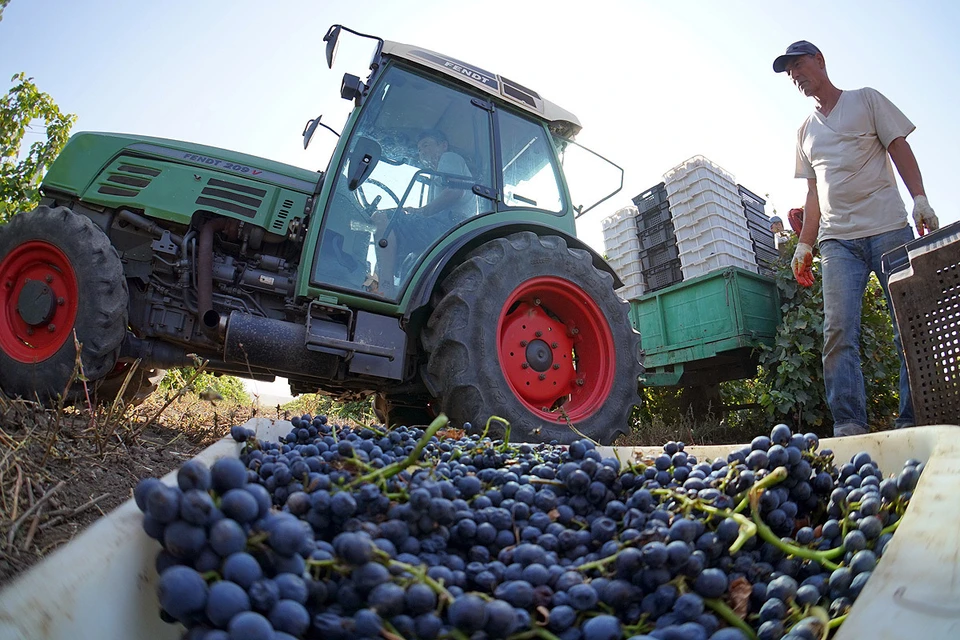 Уборка винограда в винодельческом хозяйстве "Эльбузд", Ростовская область. Фото Валерий Матыцин/ТАСС
