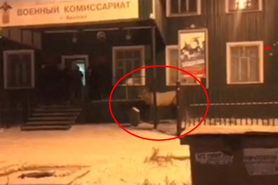 Примчал по повестке: олень пытался попасть в военкомат Братска. Фото: "Инцидент Иркутск"