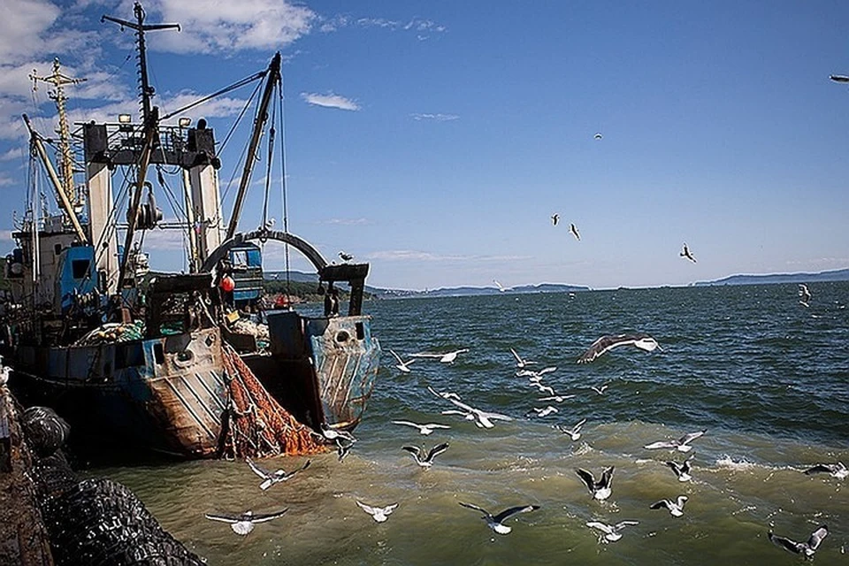 Ссеверокорейцы поймали в море 1600 особей живого краба-стригуна опилио