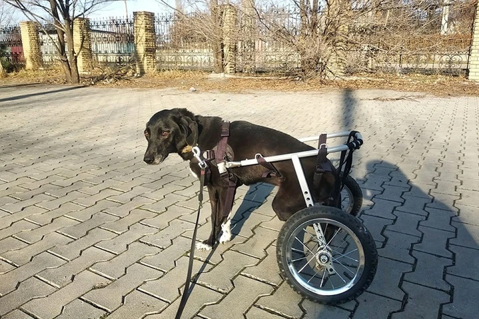 Рокки может бегать - теперь ему нужна собственная инвалидная коляска. Фото: приют "4 ЛАПКИ"