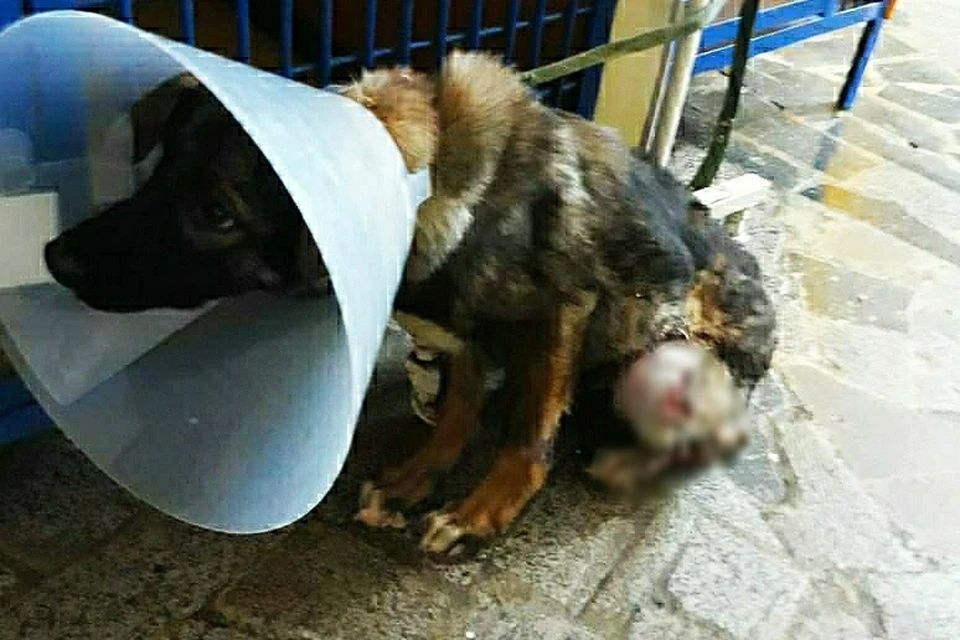 Собака получила серьезную травму лапы. Фото: предоставлено героиней истории