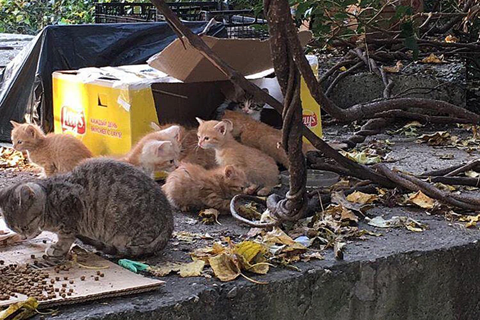 В Сочи появилась свалка бездомных котят. Фото: фонд помощи животным "Мягкие сердца"