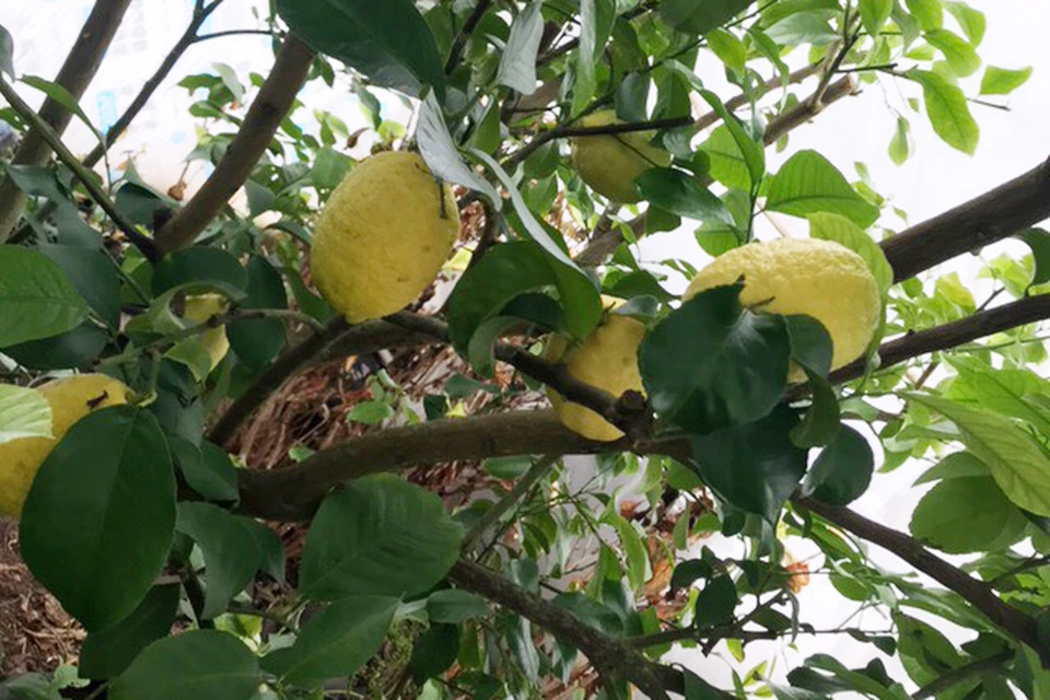 Павловский сорт лимона - визитная карточка маленького городка на Оке.