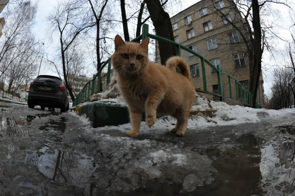 Потепление ожидается уже на следующей недели.
