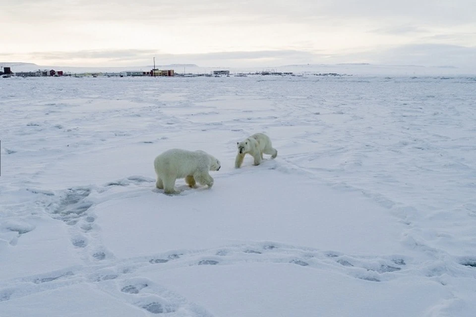 Со временем нетерпеливые медведи ушли вдоль берега кто куда. Фото: Максим Деминов / WWF России