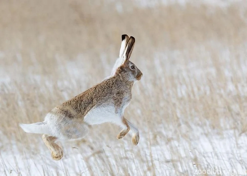 Заяц сразу. Белохвостый заяц. Заяц бежит. Степной заяц. Заяц в прыжке.