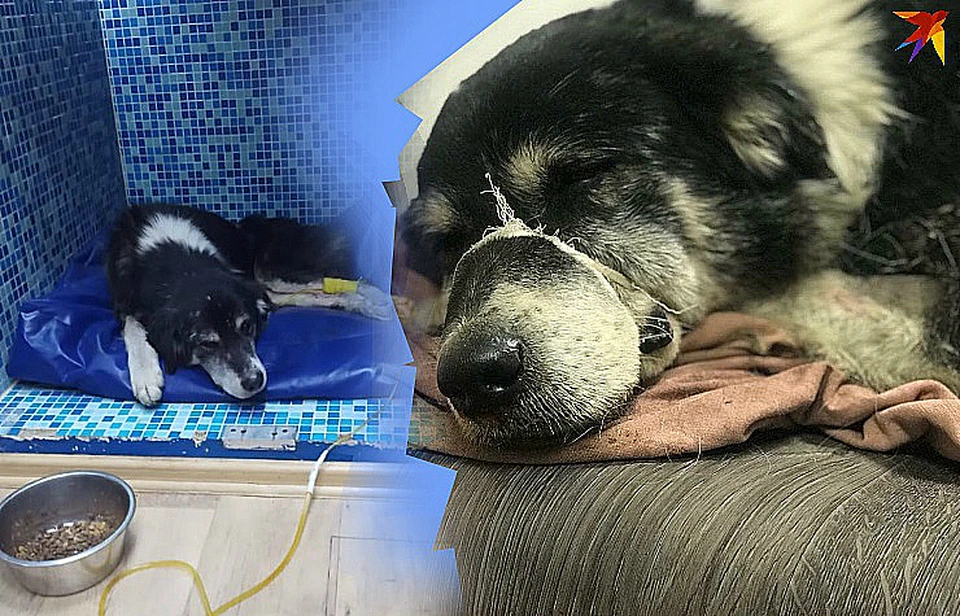 Собака ждет операцию в ростовской клинике