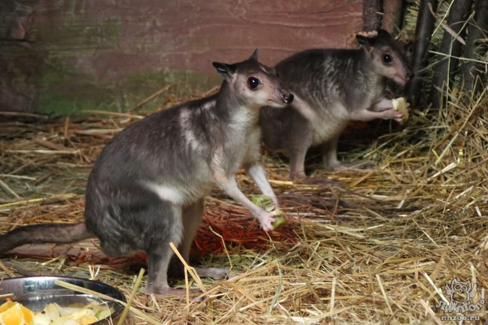 Семейная парочка кенгуру Хагена обзавелась потомством. Фото: http://www.nnzoo.ru/