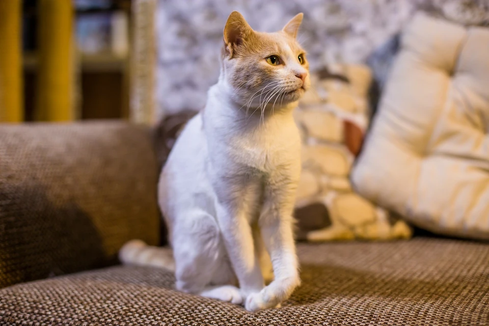 Дюшес - ласковый и добрый кот. Фото: "Мягкие сердца"