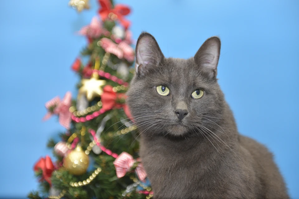 Кошка у новогодней елки