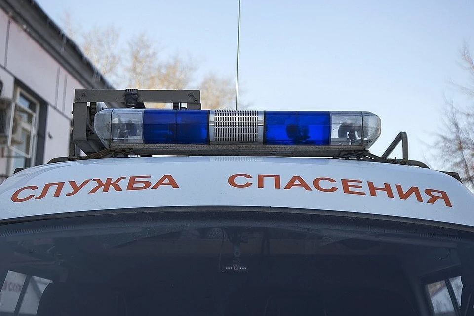 Собаку передали хозяйке