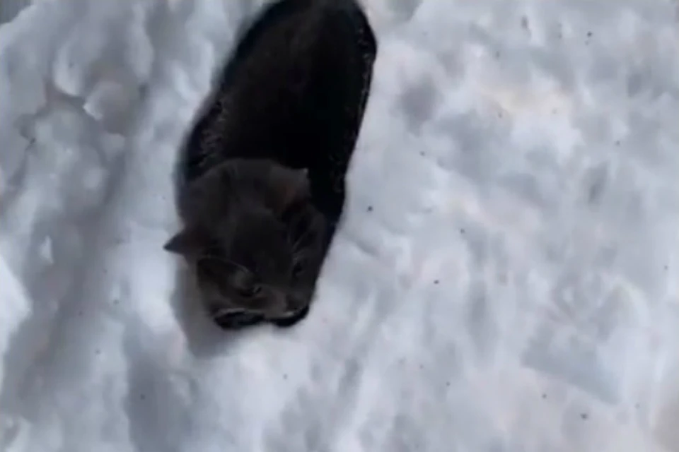 На севере Хабаровского края кошка примерзла к снегу чуть не осталась без лап ФОТО: Аккаунт группы «Лапа друга» в соцсети