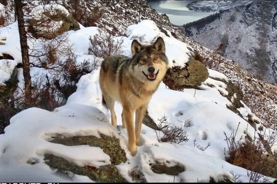 Улыбающийся волк и ирбис из Саяно-Шушенского заповедника победили в национальном фотоконкурсе. Фото: пресс-служба заповедника