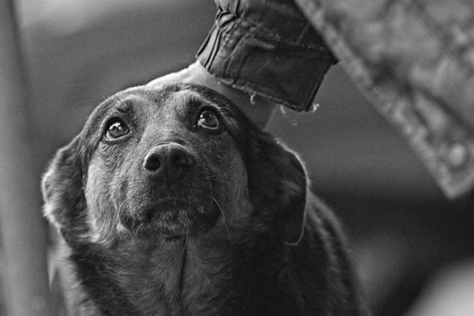 Во всех бедах животных виноват всегда только человек. Фото: liveinternet.ru