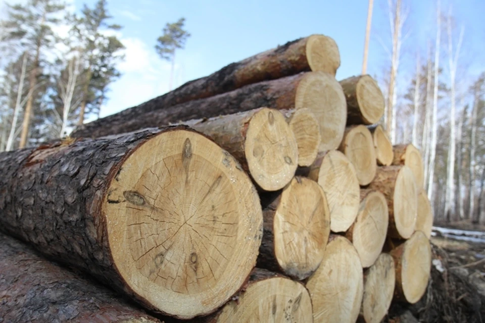 Банда черных лесорубов из Иркутской области нарубила деревьев на 16 миллионов рублей