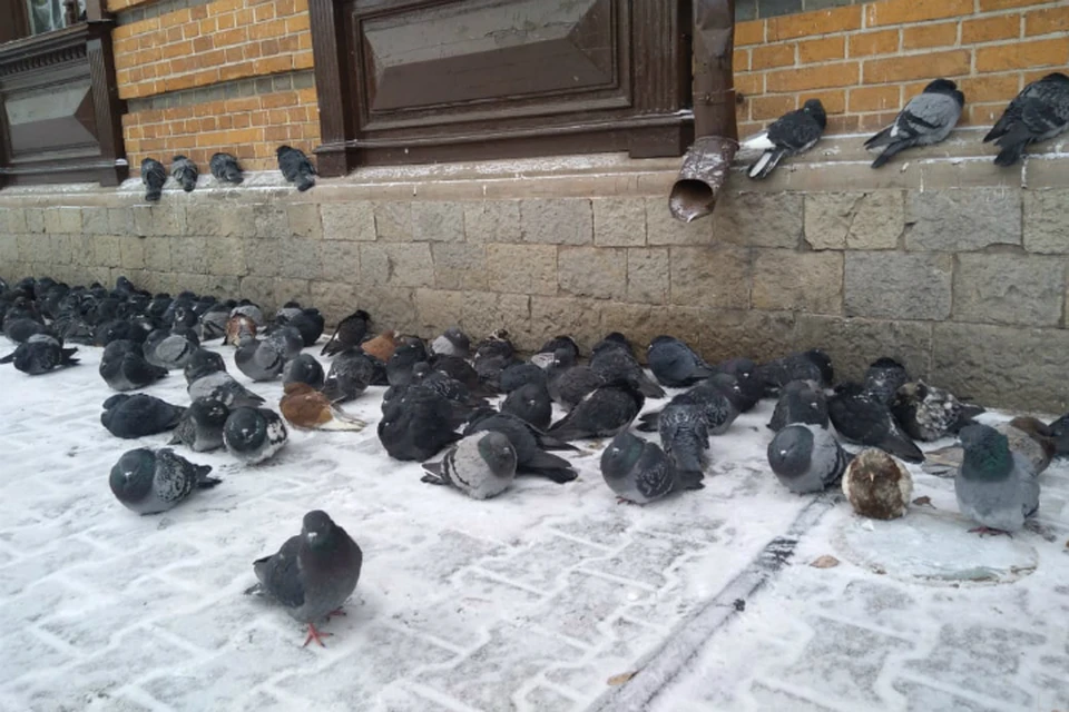Погода в Хабаровске на 14 января 2020 года: днем до -14, без осадков