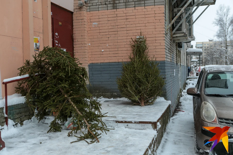 В Лесопарке состоится турнир по метанию новогодних елок.
