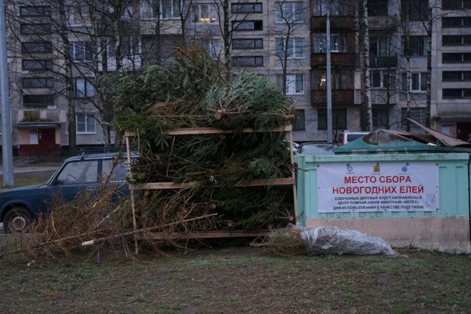 Петербуржцы жалуются на захламление пунктов сбора елок. Фото: moika78.ru/Николай Овсянников