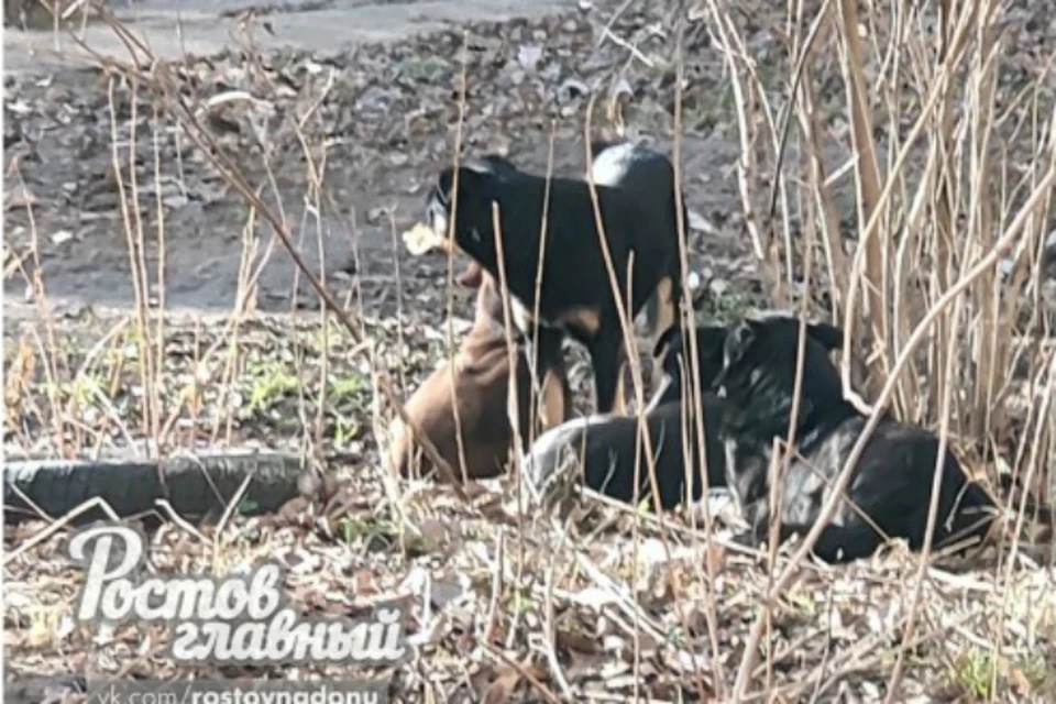 В Ростове бродячие собаки напали на местную жительницу. Фото: "Ростов Главный"