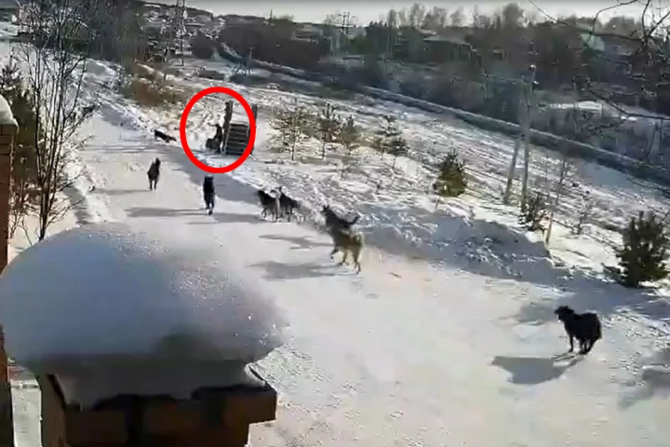 Едва не загрызли ребенка: стаи бродячих собак держат в страхе Иркутский район
