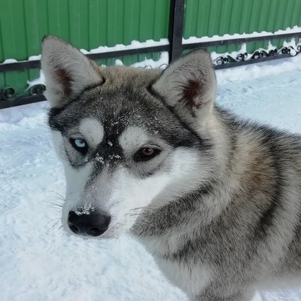 Привязалась, но нам не нужна»: под Новосибирском ищут хозяина хаски с  разными глазами - KP.RU