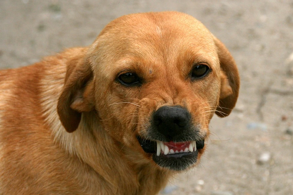Администрация Надымского района компенсировала девочке укус бездомной собаки Фото: pixabay.com