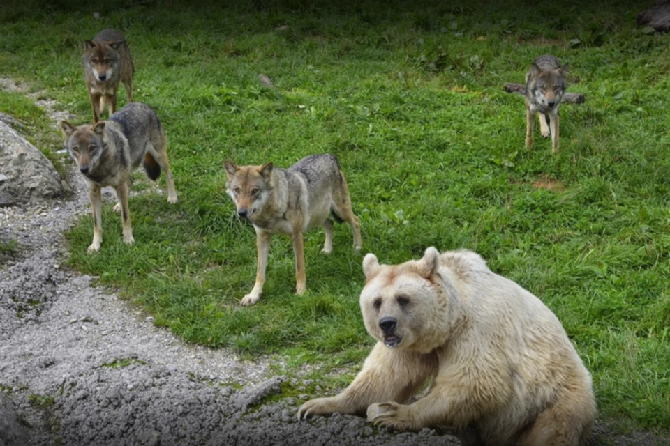 В рамках проекта спроектируют экспозицию с медведями и волками.
