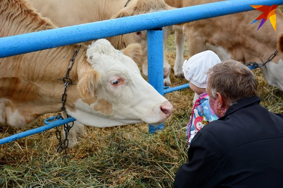 В Орловской области стали производить больше молока